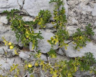 Fotografia da espécie Solanum linnaeanum