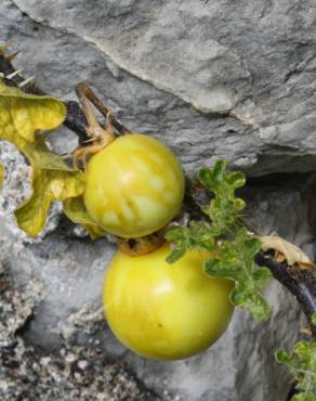 Fotografia 9 da espécie Solanum linnaeanum no Jardim Botânico UTAD