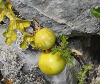 Fotografia da espécie Solanum linnaeanum