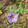 Fotografia 10 da espécie Solanum linnaeanum do Jardim Botânico UTAD