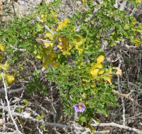 Fotografia da espécie Solanum linnaeanum