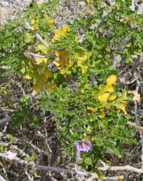 Fotografia 11 da espécie Solanum linnaeanum no Jardim Botânico UTAD