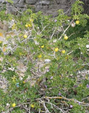 Fotografia 12 da espécie Solanum linnaeanum no Jardim Botânico UTAD