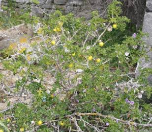 Fotografia da espécie Solanum linnaeanum