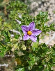 Solanum linnaeanum