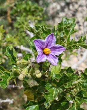 Fotografia 1 da espécie Solanum linnaeanum no Jardim Botânico UTAD