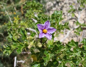 Fotografia da espécie Solanum linnaeanum