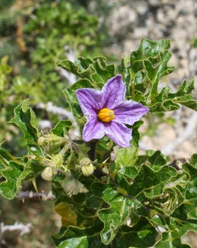 Fotografia de capa Solanum linnaeanum - do Jardim Botânico