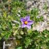 Fotografia 1 da espécie Solanum linnaeanum do Jardim Botânico UTAD