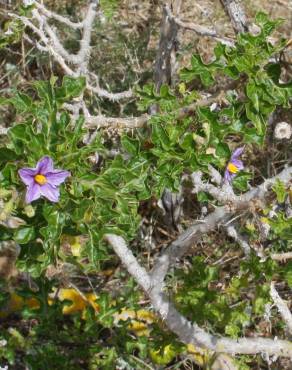 Fotografia 13 da espécie Solanum linnaeanum no Jardim Botânico UTAD