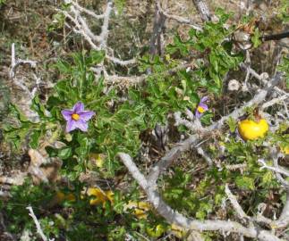 Fotografia da espécie Solanum linnaeanum