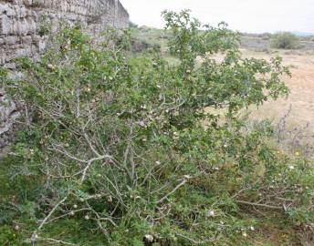 Fotografia da espécie Solanum linnaeanum