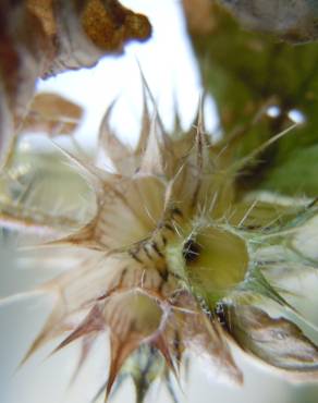 Fotografia 3 da espécie Galeopsis tetrahit no Jardim Botânico UTAD