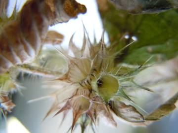 Fotografia da espécie Galeopsis tetrahit