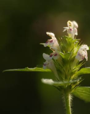 Fotografia 5 da espécie Galeopsis tetrahit no Jardim Botânico UTAD