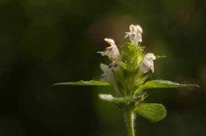 Fotografia da espécie Galeopsis tetrahit