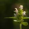 Fotografia 5 da espécie Galeopsis tetrahit do Jardim Botânico UTAD