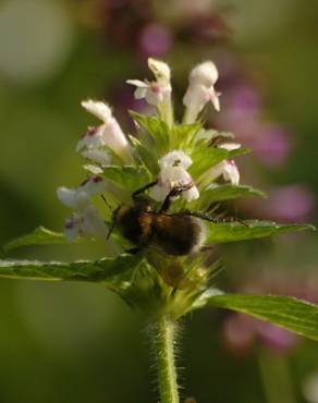 Fotografia 6 da espécie Galeopsis tetrahit no Jardim Botânico UTAD