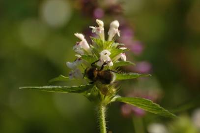 Fotografia da espécie Galeopsis tetrahit