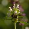 Fotografia 6 da espécie Galeopsis tetrahit do Jardim Botânico UTAD