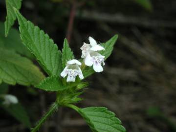 Fotografia da espécie Galeopsis tetrahit