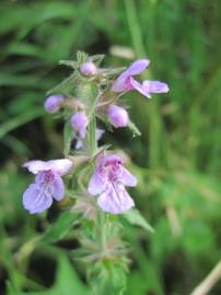 Fotografia da espécie Galeopsis tetrahit