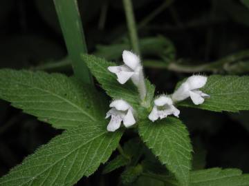 Fotografia da espécie Galeopsis tetrahit