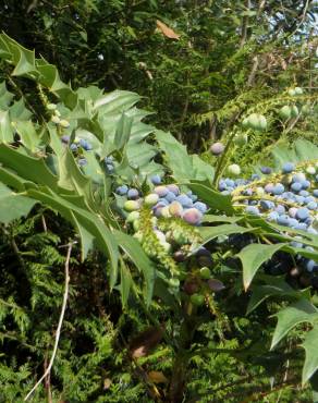 Fotografia 4 da espécie Mahonia japonica no Jardim Botânico UTAD