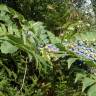 Fotografia 4 da espécie Mahonia japonica do Jardim Botânico UTAD
