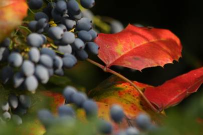 Fotografia da espécie Mahonia japonica