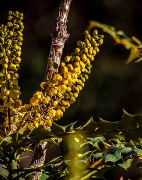 Fotografia 6 da espécie Mahonia japonica no Jardim Botânico UTAD