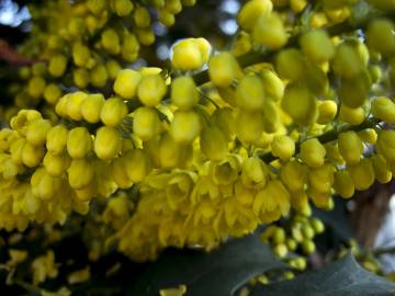 Fotografia da espécie Mahonia japonica