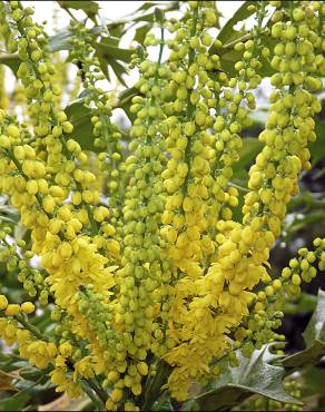 Fotografia 8 da espécie Mahonia japonica no Jardim Botânico UTAD