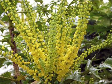 Fotografia da espécie Mahonia japonica