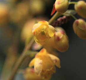 Fotografia da espécie Mahonia japonica