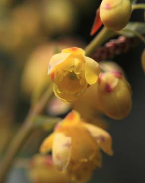 Fotografia 9 da espécie Mahonia japonica no Jardim Botânico UTAD