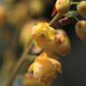 Fotografia 9 da espécie Mahonia japonica do Jardim Botânico UTAD