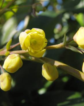 Fotografia 10 da espécie Mahonia japonica no Jardim Botânico UTAD