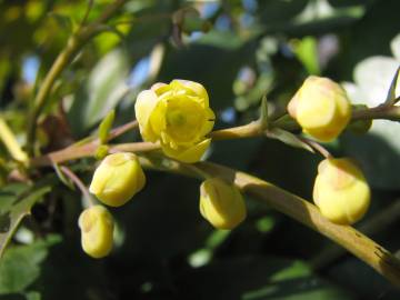 Fotografia da espécie Mahonia japonica
