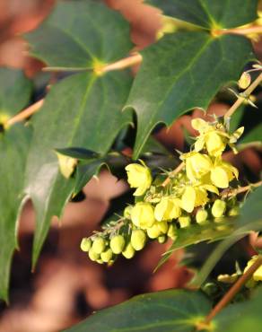 Fotografia 11 da espécie Mahonia japonica no Jardim Botânico UTAD