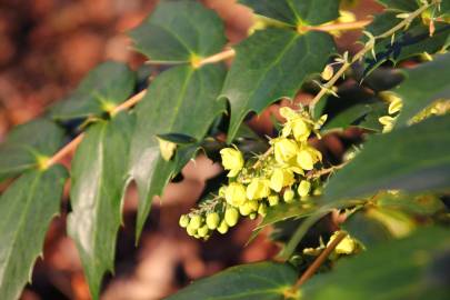 Fotografia da espécie Mahonia japonica