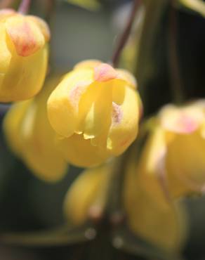 Fotografia 12 da espécie Mahonia japonica no Jardim Botânico UTAD