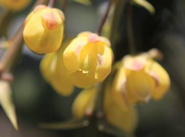 Fotografia da espécie Mahonia japonica