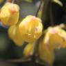 Fotografia 12 da espécie Mahonia japonica do Jardim Botânico UTAD