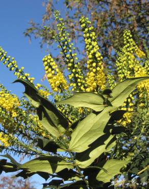 Fotografia 1 da espécie Mahonia japonica no Jardim Botânico UTAD