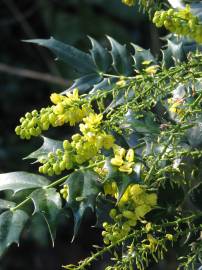 Fotografia da espécie Mahonia japonica