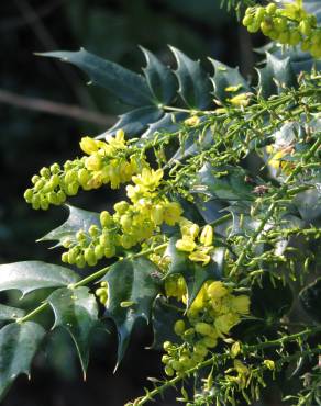 Fotografia 13 da espécie Mahonia japonica no Jardim Botânico UTAD