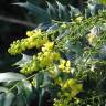 Fotografia 13 da espécie Mahonia japonica do Jardim Botânico UTAD