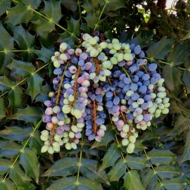 Fotografia da espécie Mahonia aquifolium