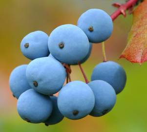 Fotografia da espécie Mahonia aquifolium